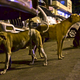 The dogs of Mumbai.